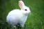 Sonhar com coelho, ver um, satisfação. Ver diversos coelhos, significa sorte no jogo. Coelho branco, casamento, empreendimentos novos. Vende-los, êxito.